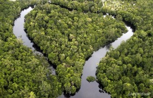 Indonesia's ability to export sustainable forestry products grows